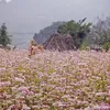 vanhanhphuc