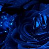 navy_roses