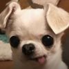 toocutetopayrent