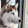 huskymom1222