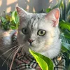 xukacat