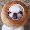 bagel_of_light1313