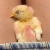 pv_usertiktok