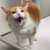 nanhmeomeo