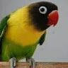 lovebird167