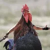 jasonmerkle5
