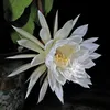 _.epiphyllum._