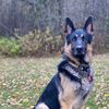 remingtontheshepherd
