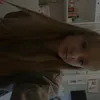 oli_krepa