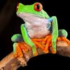 froggo208