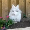 snowballtherabbit
