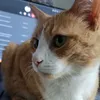 kolenko_senpay
