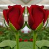 Md.Abdullah9100