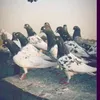 kimo_birds