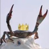 one_little_crab