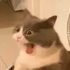 yawnycatto