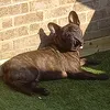 bentelybeanzz