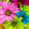 sunshineflower478