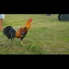dyogamefarm
