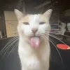 notmeloise