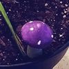 thepurpletoadstool