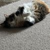 alliecat44444