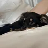 ささみジャーキー