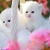 nour_alaen