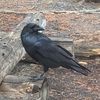night_knight_cock