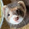 ferretcuddlepuddle