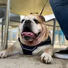 bulldoghadmeatoof