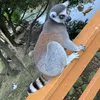 derolis6