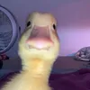 jona_ente
