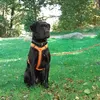 phelinchen3