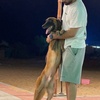 malinois118