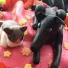 ヴラディミール