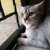 allsyah1