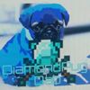 diamondpugdab
