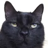mickeymeownaj