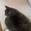 saradoraa