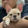 asapthefrenchie