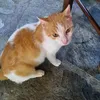 sebihdf