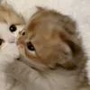 sssaaainttt