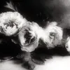d.a.r_r.r.r