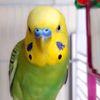 echontango