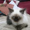 youssefalobaidi4