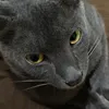nightsterben