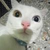 mycatnameissad