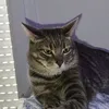 pepitox.exe