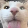 nilojay_